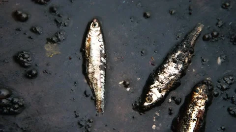 Close up of fish dying in the polluted water with oil pollution  Stock Footage 219839218