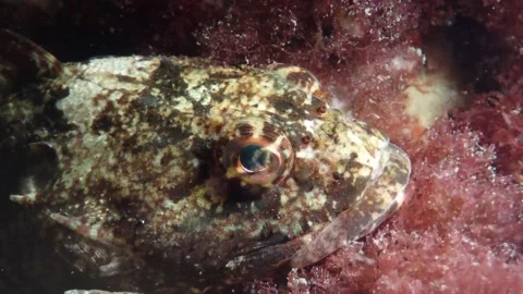 Close-Up Fish Eye Scorpion Fish hiding in Red Seaweed, Underwater, 4k Stock Footage 231602610