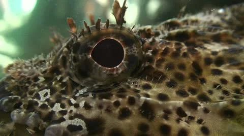 Close up of a fish eye underwater. Stock-Footage 22250772