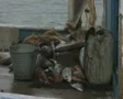Close up of fish on fishing boat SD Footage