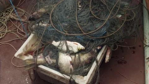 Fish in a fishing trawl: as the net bag , Stock Video