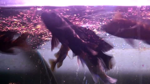 Close Up Of Fish In A Fishtank Feeding 스톡 동영상 141260938