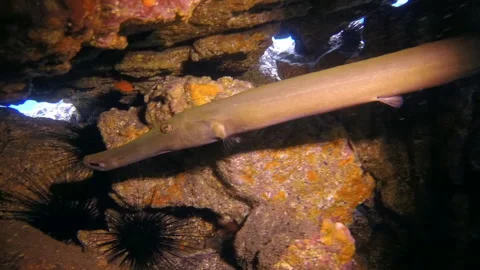 Close-up fish flute underwater in Atlantic ocean. 库存影片 139329901