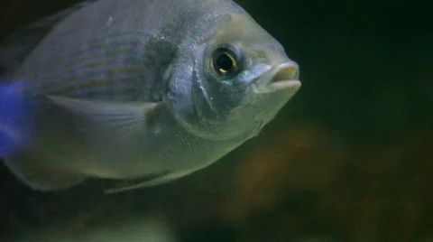 Close-up of a fish Stock Footage 493628
