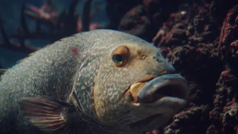 Close Up Fish Stock Footage 148543677