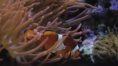 A close up of a fish Stock Footage 155355682
