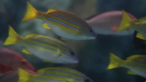 A close up of a fish Video stock 155356512