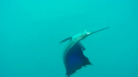 A close up of a fish Stock Footage 155357617