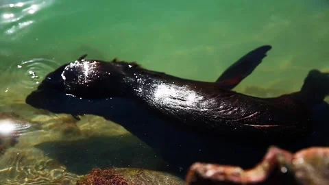 A close up of a fish Stock Footage 155357723