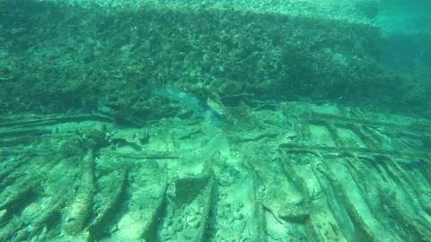 A close up of a fish Stock Footage 155394168