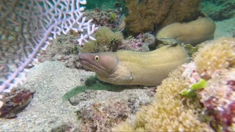 A close up of a fish Stock Footage 155394520
