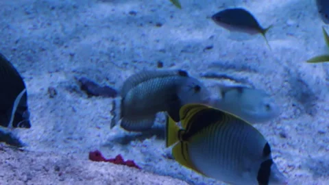 A close up of a fish Stock Footage 155399468