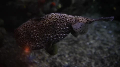 A close up of a fish Stock Footage 155399620