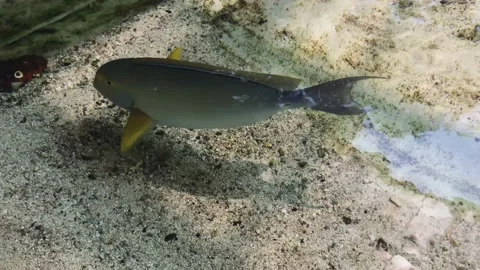 A close up of a fish Video stock 155400579