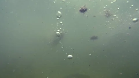 A close up of a fish 스톡 동영상 156847371