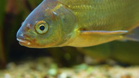 Close up of fish  Stock Footage 228262755