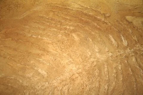 Close-up of fish fossils Stock Photos