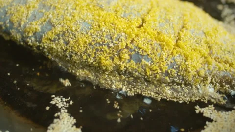 Close up of Fish Frying on a Pan. Concept Tasty Food Video stock 196258148