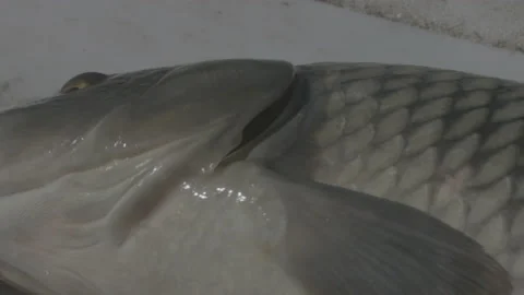 Close Up Of Fish Gills Opening and Closing - Fish Out of Water Stock Footage 149505984