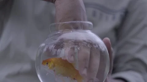 Close up of fish globe and face of young man smiling happy face gold fish Video stock 130488289