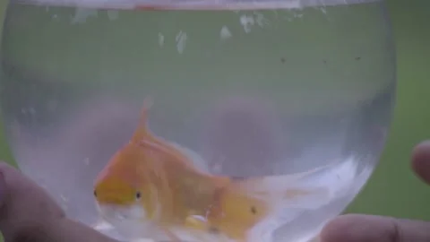 Close up of fish globe gold fish moody shot detail shot Video stock 130488450