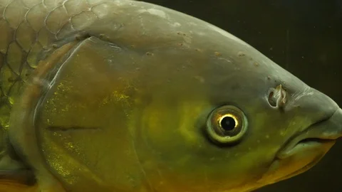 Close up of fish head in aquarium Stock Footage 90568818