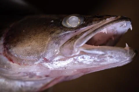 Close-up of a fish head showcasing sharp teeth and detailed scales, with a .. 库存照片