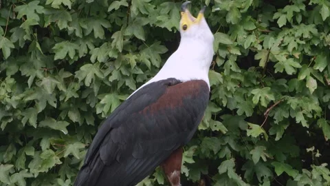 Close up of fish or sea eagle resting Stock Footage 344380870