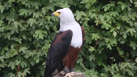Close up of fish or sea eagle resting Stock Footage 344414412