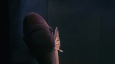 Close-up, Fish Osphronemus goramy Pink Tint Swims in a Dark Aquarium Stock Footage 114160014