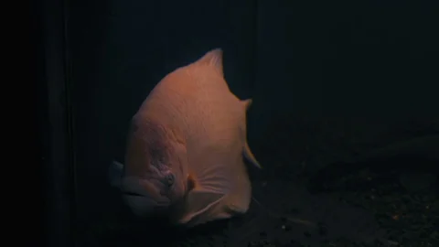 Close-up, Fish Osphronemus goramy Rises to the Surface of a Dark Aquarium for a Stock Footage 114159541