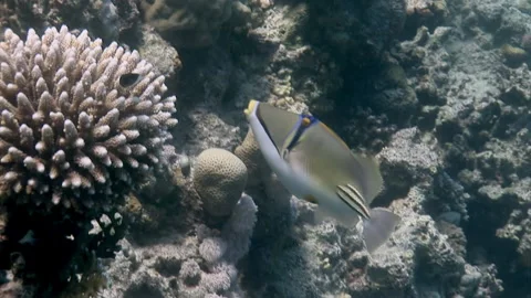 Close-up fish Painted Triggerfish Balistapus undulatus underwater on coral reef. Stock Footage 233052592