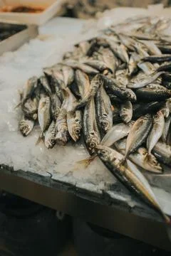 A close-up of a fish Foto stock