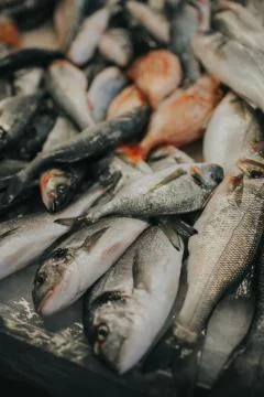 A close-up of a fish Foto stock