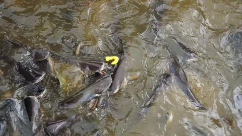 Close Up fish in the river waiting for people feeding Stock Footage 119761065