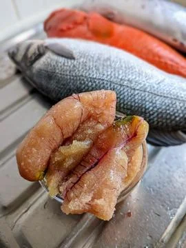 Close-up of Fish roe in first plan after removing from the fish inside body Stock Photos