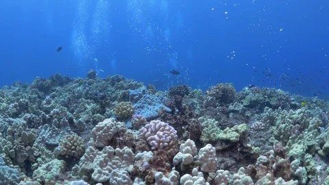 Close Up: Fish, Scuba divers and Bubbles Around A Coral Reef  in Big Island, Stock Footage 106397849