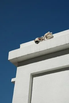 Close-up of the fish-shaped gargoyle on the white wall of Quanzhou Bell Tower Stock Photos