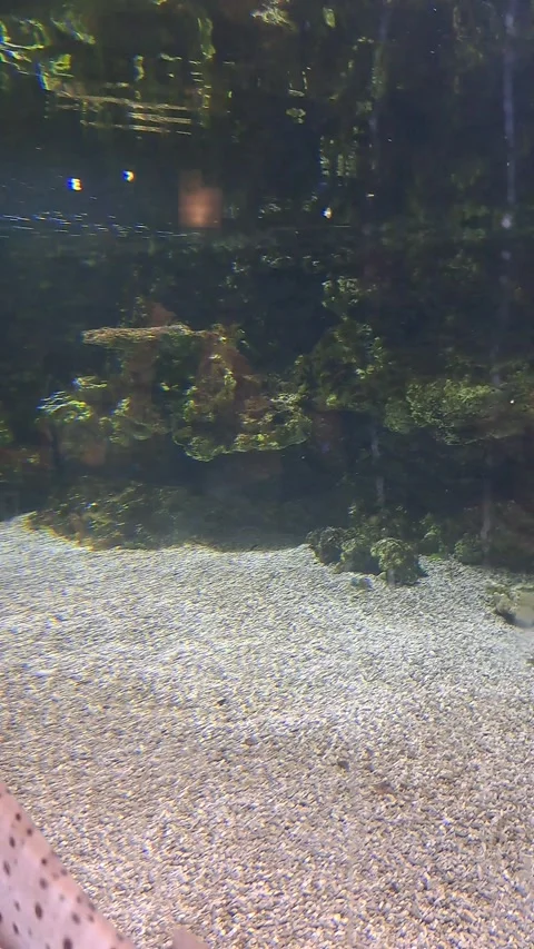 Close up Fish Short Video Video stock 266715687
