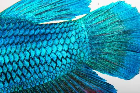 Close-up on a fish skin - blue siamese fighting fish Stock Photos