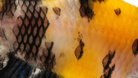 Close-up on a fish skin Stock Photos