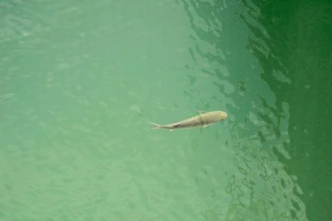 Close-up fish swim in clear water top view Stock Photos