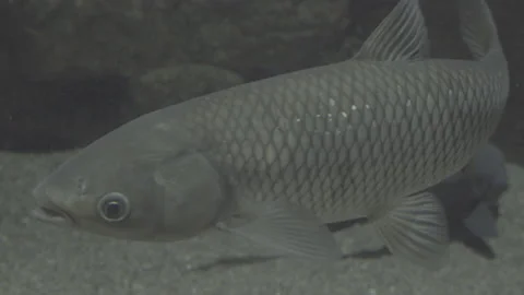 Close Up on Fish Swimming Stock Footage 149511713