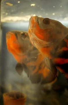 Close Up of Fish in Tank Stock Photos