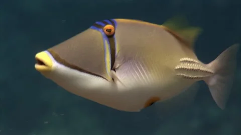 Close-up fish underwater brave Painted Triggerfish Balistapus undulatus. Stock Footage 232977758