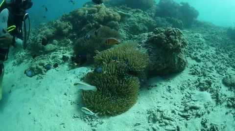 Close up of fish underwater Stock Footage 40731788