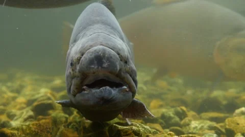 Close-up of fish underwater Stock Footage 56709378