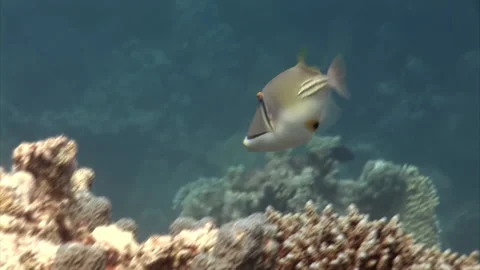 Close-up fish underwater Painted Triggerfish Balistapus undulatus. Stock Footage 233047942