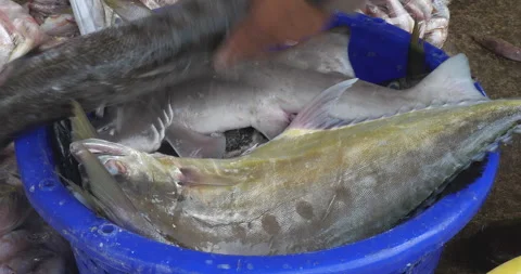 Close up of a fisher loading sharks and barracuda into a blue plastic basket   Stock Footage 276144881