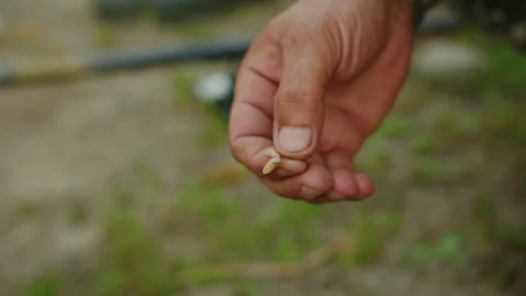 Close-up of a fisherman's hands stringing maggots on a hook Stock Footage 248441180